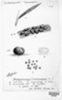 Physarum cinereum image